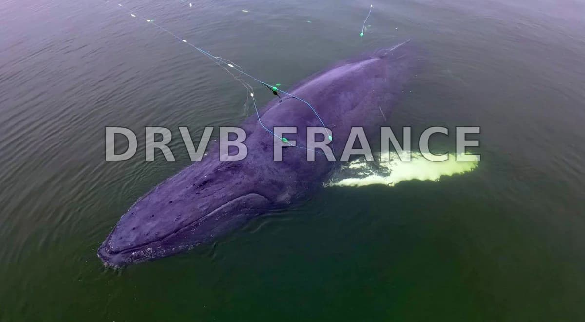 Une baleine à bosse secourue dans la mer Baltique se retrouve à nouveau échouée