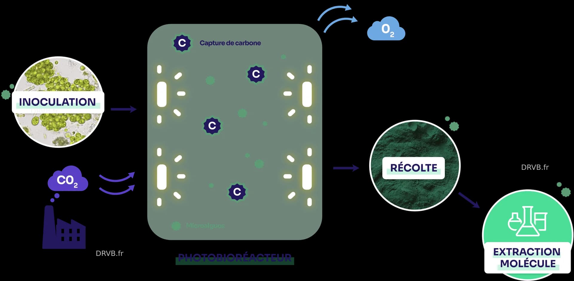 À Saint-Nazaire, des molécules thérapeutiques innovantes issues des microalgues