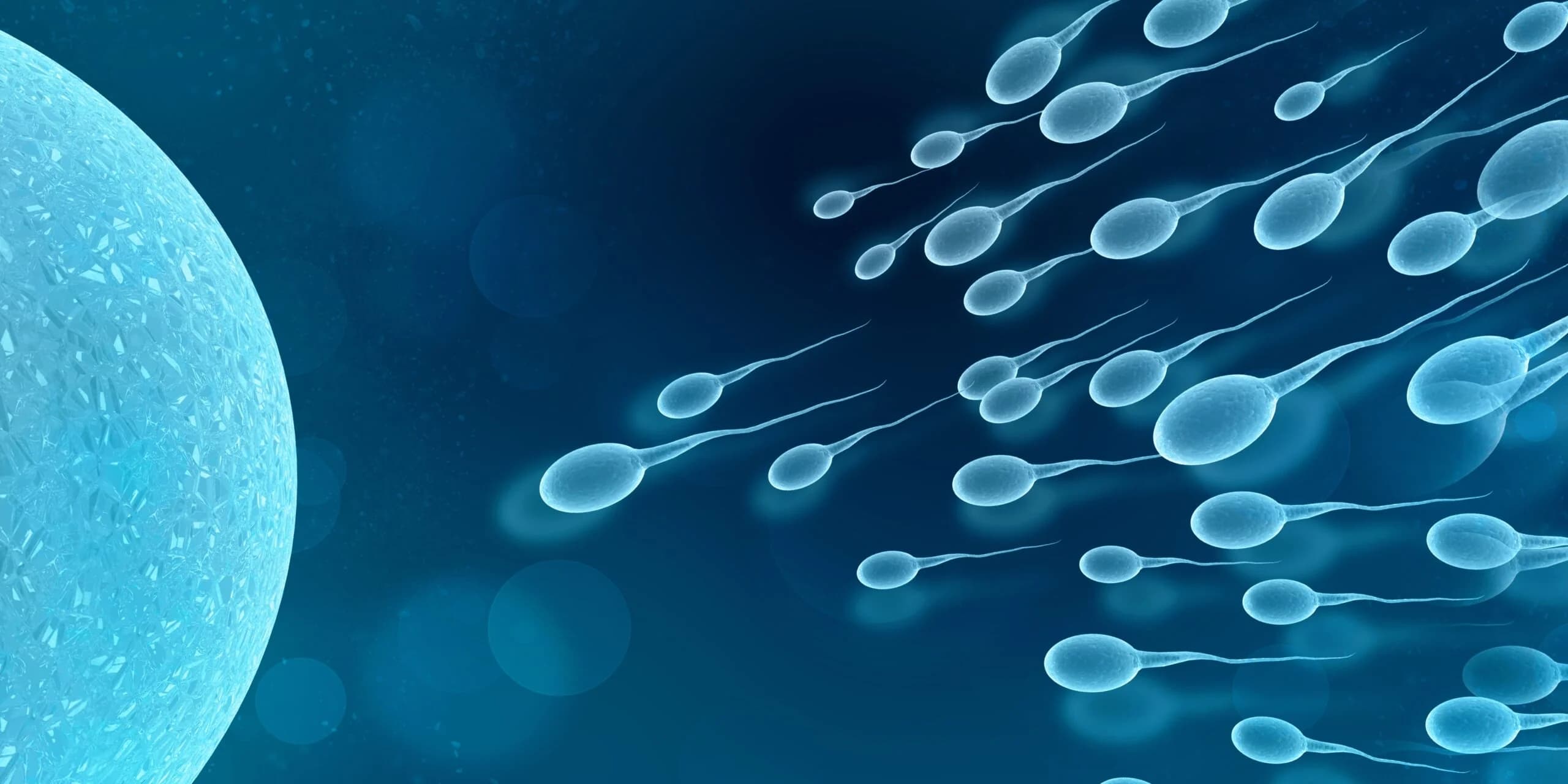 Les courses de spermatozoïdes, le nouveau business juteux de la Silicon Valley - Usbek & Rica