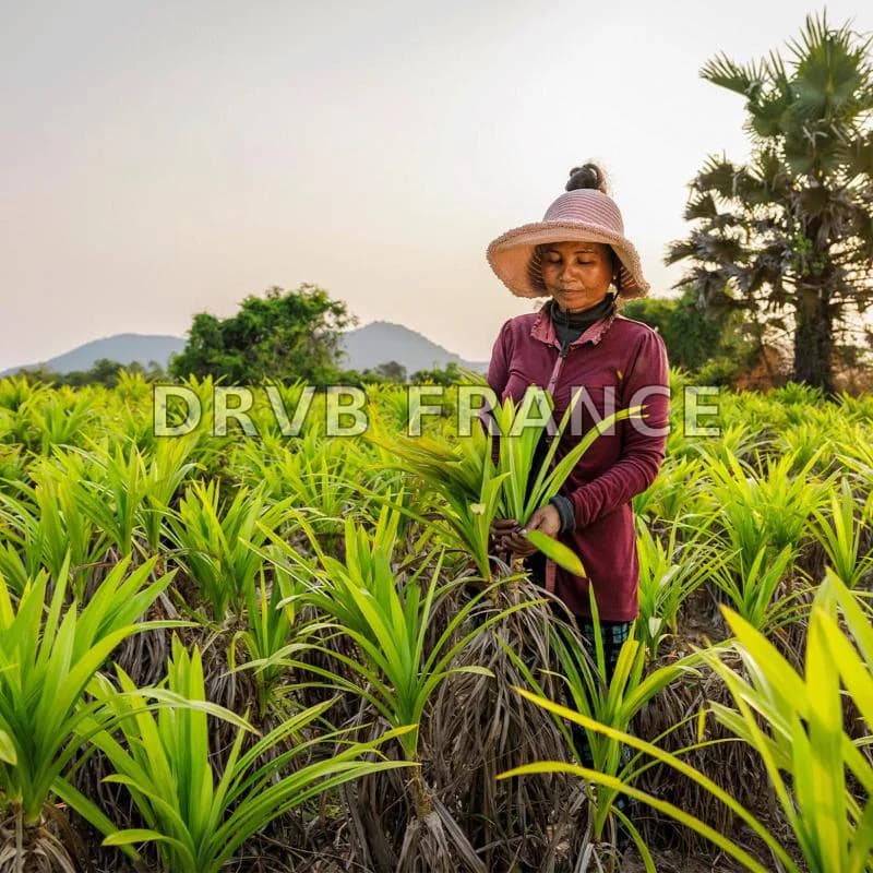 Cet article explore les différentes étapes du circuit de vente des ...