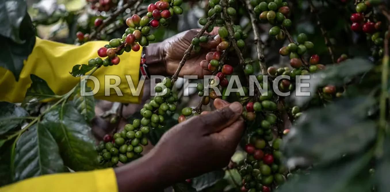 Des cultures de café menacées par un champignon aux gènes sujets à des sauts d'espèce : des chercheurs 'ressuscitent' leurs génomes pour comprendre le phénomène