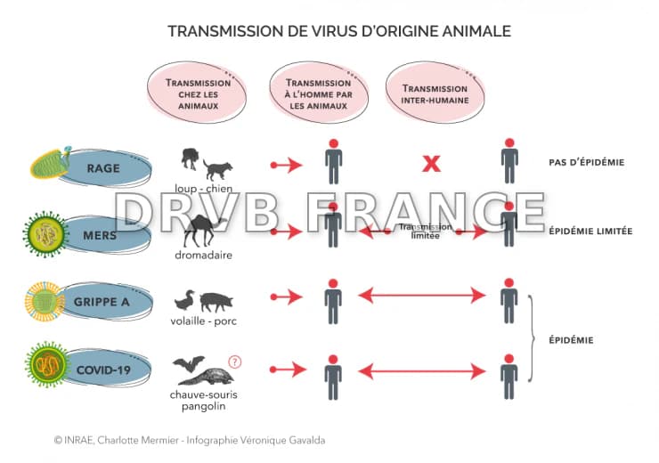 COVID-19 : comprendre une épidémie | INRAE