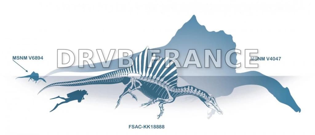 Des paléontologues découvrent une nouvelle espèce de ‘Spinosaurus’ grâce à un indice d'un livre vieux de plusieurs décennies dans le désert du Sahara