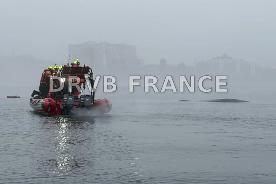 Caught in a fishing net: Rescuers fight for the life of a humpback ...